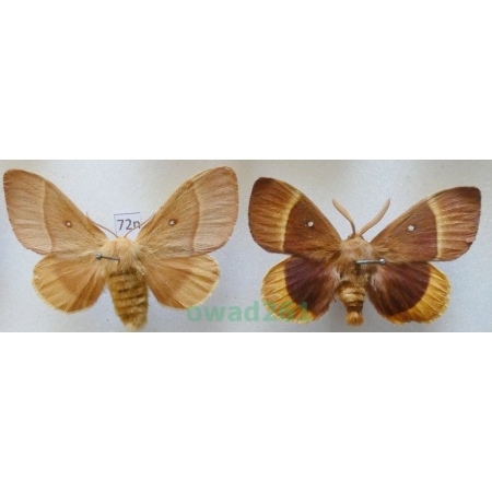 Lasiocampa quercus (Linnaeus, 1758) pair Czech72n